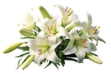 Easter Lily Picture